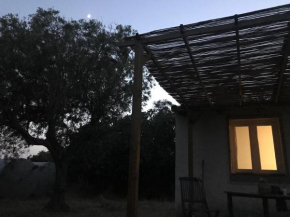 L uliveto sul mare - Maestrale